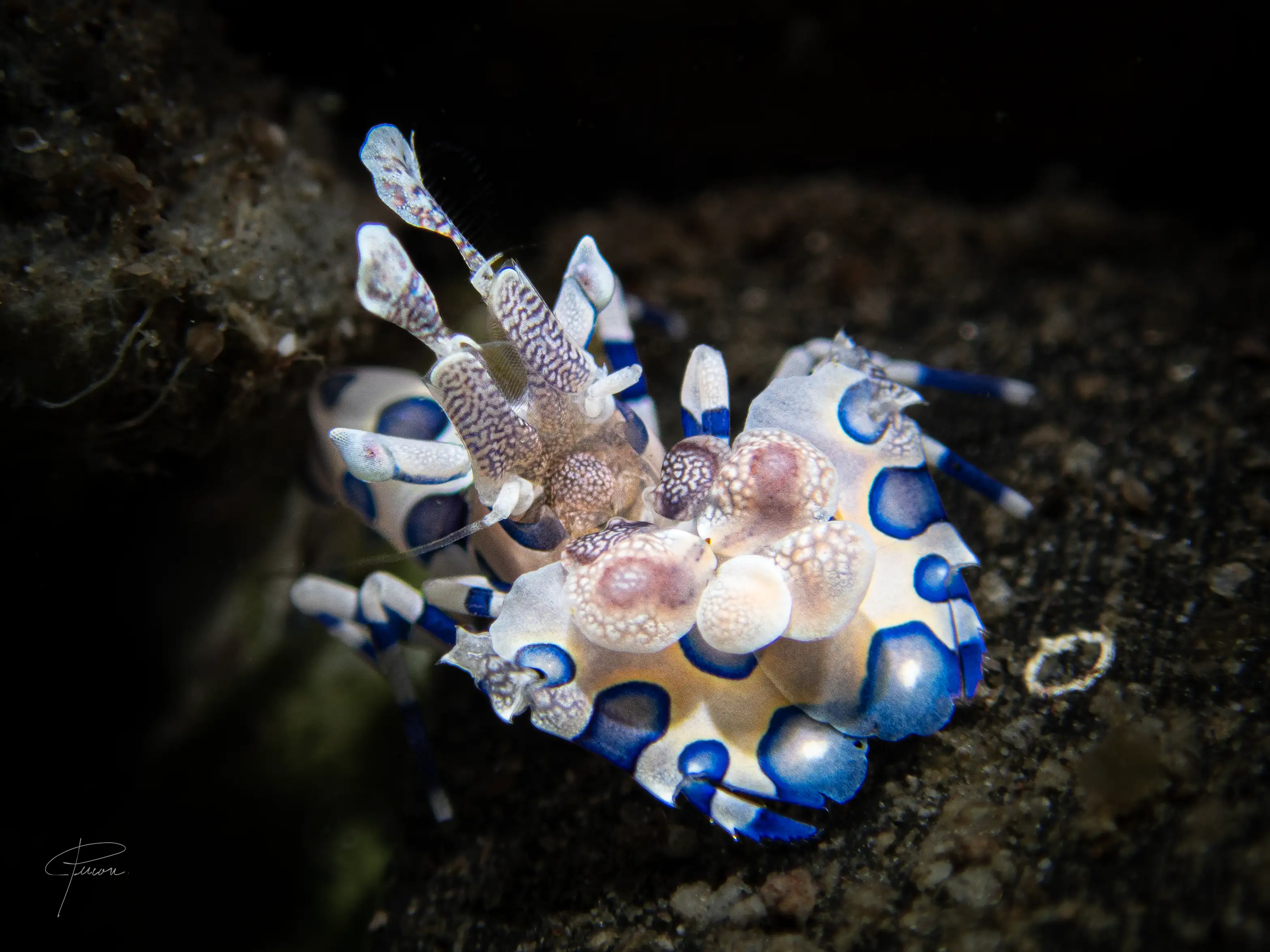 Harlequin shrimp - District 2 - 18m